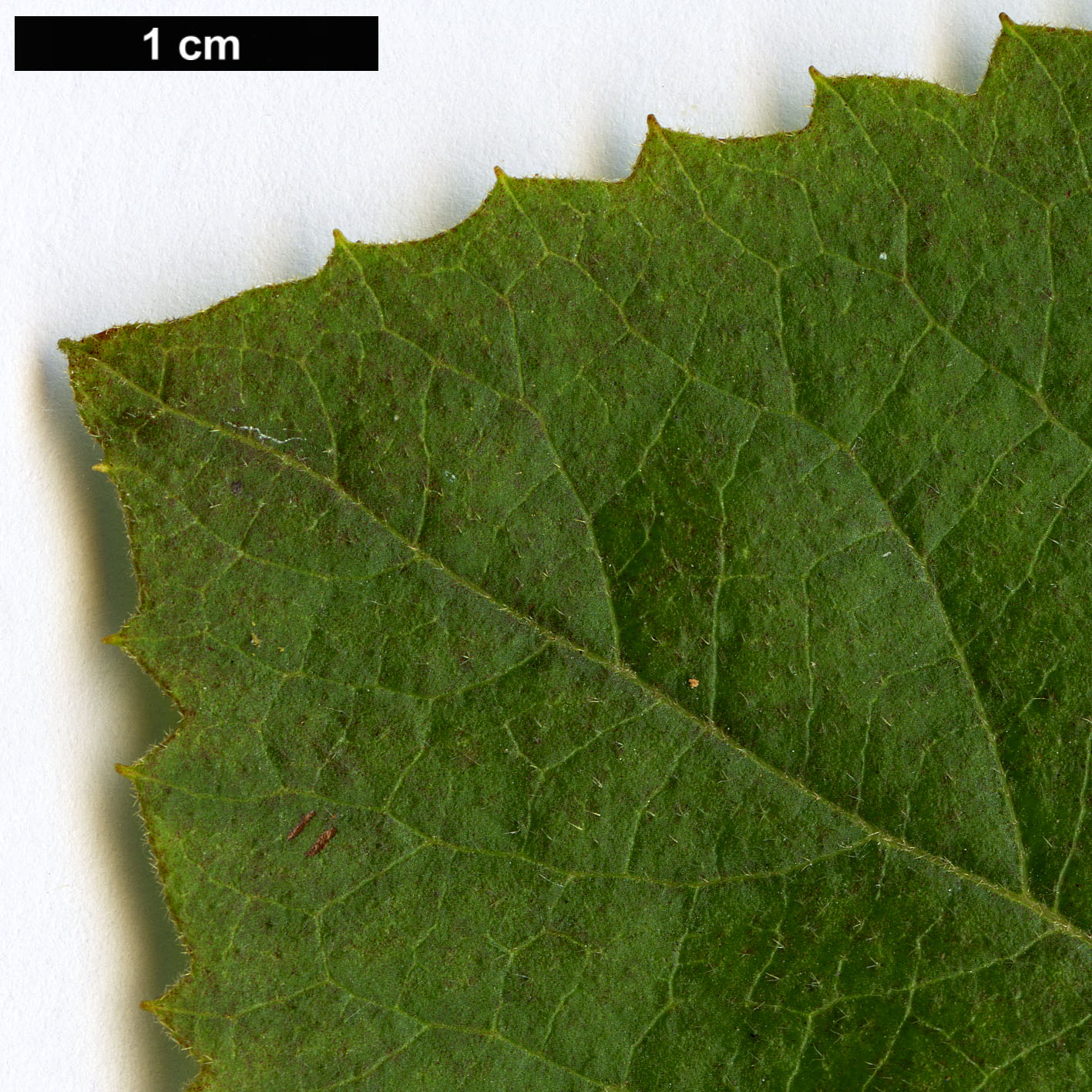 High resolution image: Family: Adoxaceae - Genus: Viburnum - Taxon: ×carlcephalum (V.carlesii × V.macrocephalum)